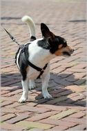 jack russell Dog posing outdoor