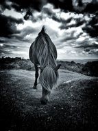 black and white drawing with a pony