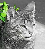 portrait of domestic cat in green leaves