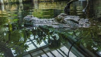 Green Crocodile head above Water, Alligator