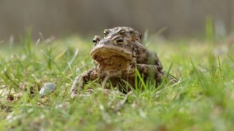 Cute pair of frogs in green grass