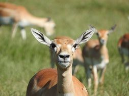 flock of Gazelles on meadow