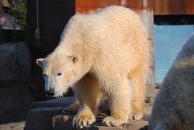 cute lovely Polar Bear