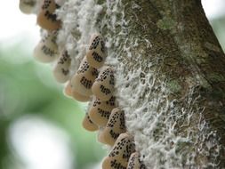 many butterflies in cocoons