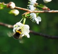 bumblebee on a flowering cherry branch