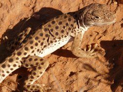 spotted brown iguana on sand