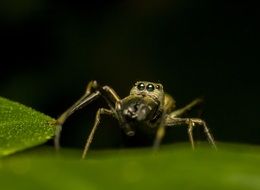 Macro photo of the spider on the plant