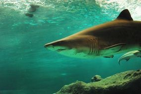 shark in the water