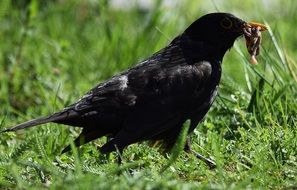 black bird with a worn in beak