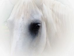 Beautiful white horse with dark eyes