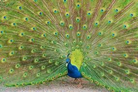 beautiful and cute Peacock Bird