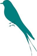 turquoise swallow silhouette as illustration on white