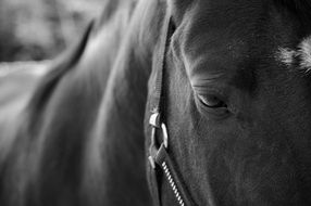 unmatched Horse close-up on blurred background