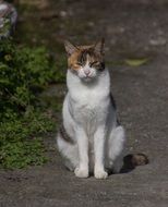 photo of a domestic cat in Taiwan