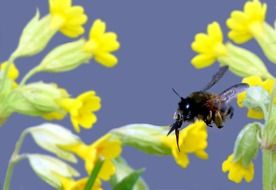 insect on a yellow flower of a plant