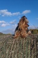 enchanting Dog Yorkie
