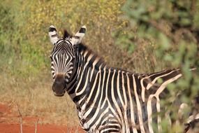 Zebra behind tree, Kenya