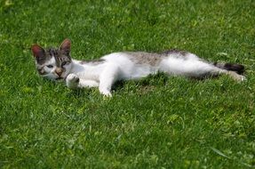 relaxed domestic cat on the green grass