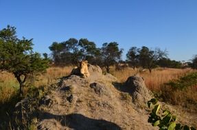 wild lions on the rock in africa on a sunny day