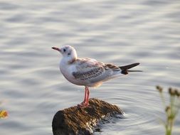 sea Seagull Bird on a stone in the water