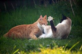 frolicking siamese and red cats