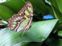 butterfly among long green leaves