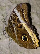 Noctuinae Stubs butterfly