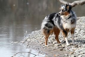 Australian Shepherd Dog near water portrait