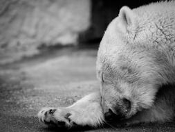 Polar Bear Sleep in black and white background