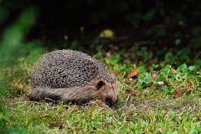 hedgehog in a forest