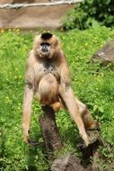 wild red monkey