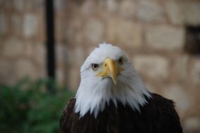 nice Eagle Bird