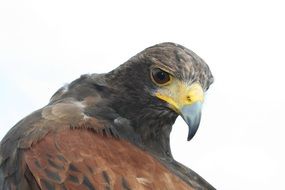 Bird Buzzard