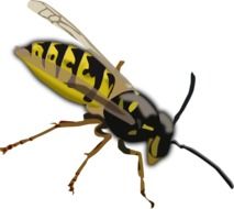 Black and yellow wasp clipart