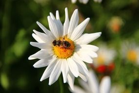 bee on a white daisy close up