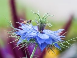 bee on a cornflower close up