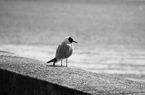 Tern Seagull monochrome photo