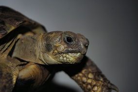 photo portrait of a turtle