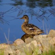 brown duck in still water