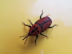 photo of a brown beetle in Dharwad