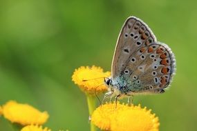 filigreed butterfly on a yellow wild flower