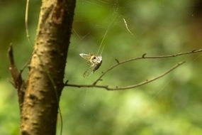 catched cicada by spider