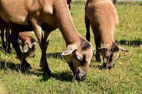 brown hornless goats in a pasture