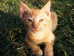 curious orange kitten