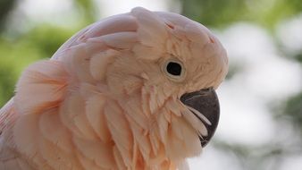 Moluccan Bird White Pink