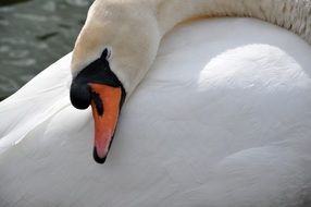 beautiful swan photographed close