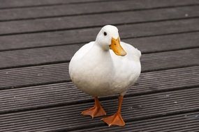 poultry duck on a wooden bridge