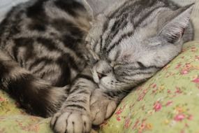 tabby cat sleeping on sofa