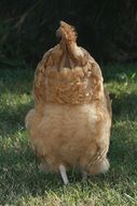 brown hen on grass, back view