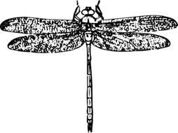 black-and-white silhouette of a dragonfly